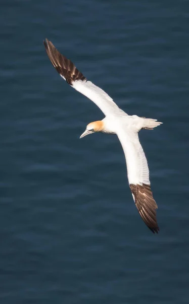 Gannet в полете — стоковое фото