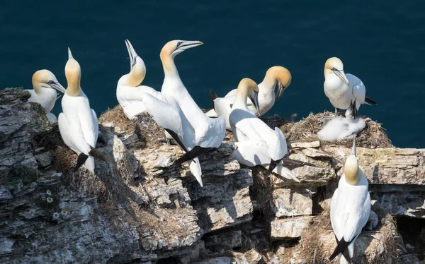 Cliff üst koloni içinde iç içe geçirme gannets