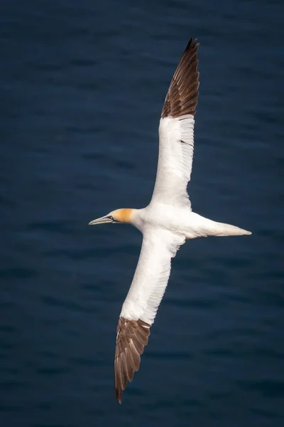 Gannet en vuelo — Foto de Stock