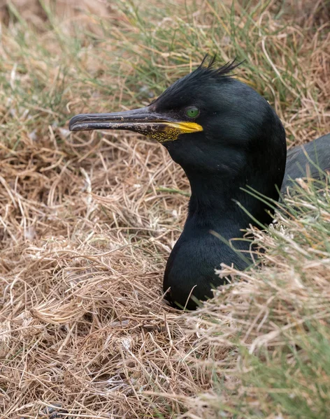 Shag (Phalacrocorax aristotelis) aves marinas — Foto de Stock