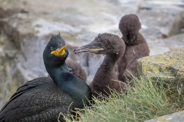 Shag avec les jeunes — Photo