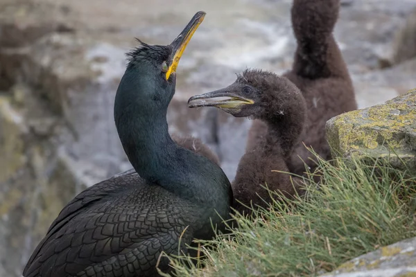 Shag avec les jeunes — Photo