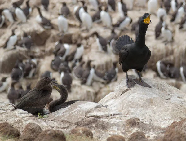 Shag avec les jeunes — Photo