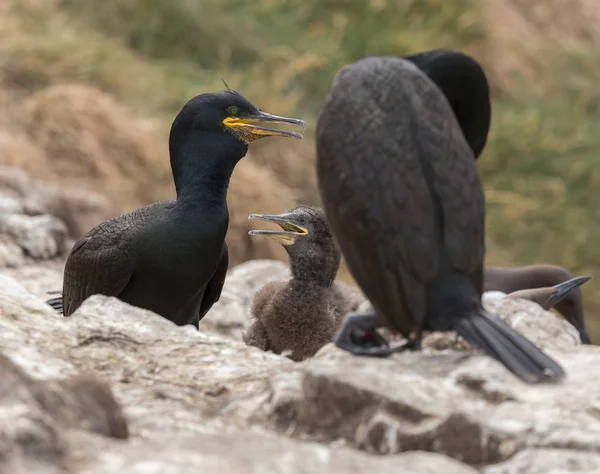 Shag avec les jeunes — Photo