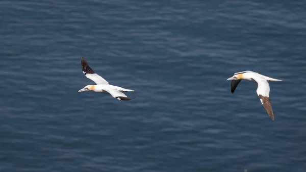 Gannets en vuelo — Foto de Stock