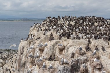 Büyük iç içe geçmiş seabird koloni