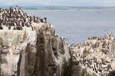 Büyük iç içe geçmiş seabird koloni