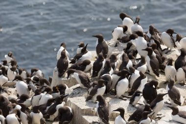 Büyük iç içe geçmiş seabird koloni