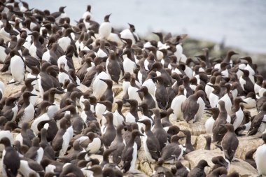 Büyük iç içe geçmiş seabird koloni