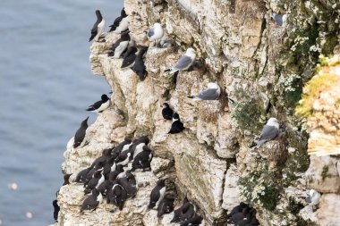 Clifftop seabird koloni