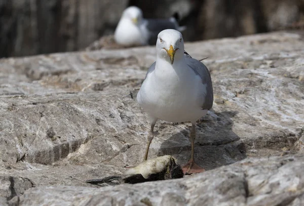 Gråtrut döda en sillgrissla chick — Stockfoto