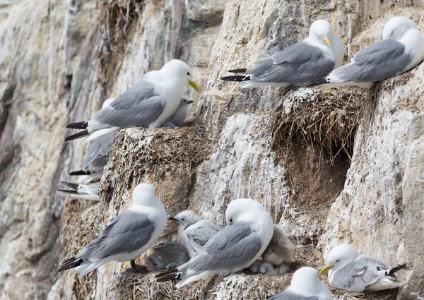 Kittiwakes ve kızlar