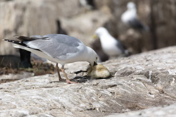 Möwe tötet Trottellumme-Küken — Stockfoto