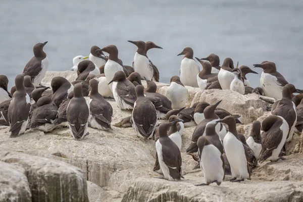 Colonia de aves marinas anidantes grandes — Foto de Stock