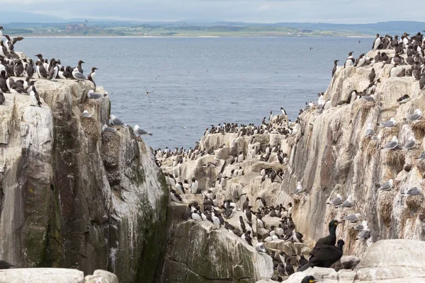Colonia de aves marinas anidantes grandes — Foto de Stock