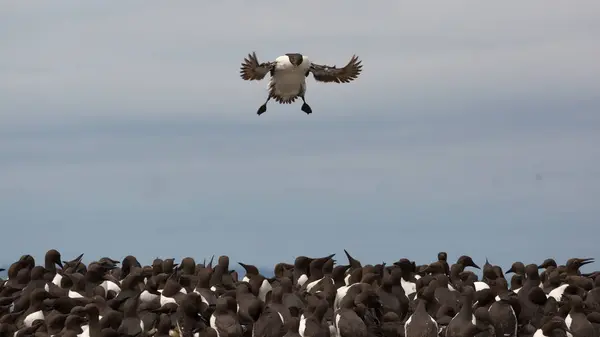 Guillemot vuela a la colonia — Foto de Stock