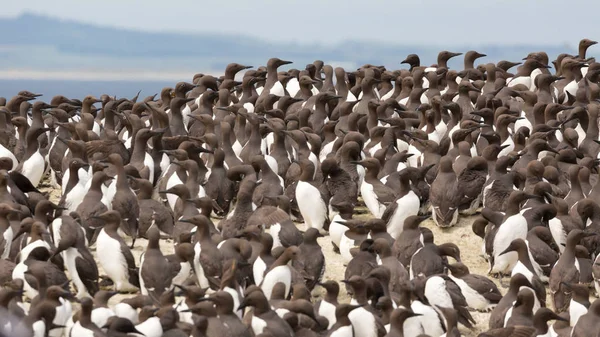 Grande colônia de aves marinhas de nidificação — Fotografia de Stock