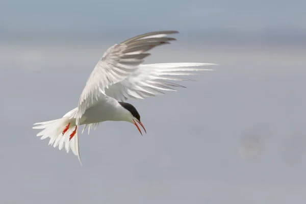 Tern ártico em voo — Fotografia de Stock