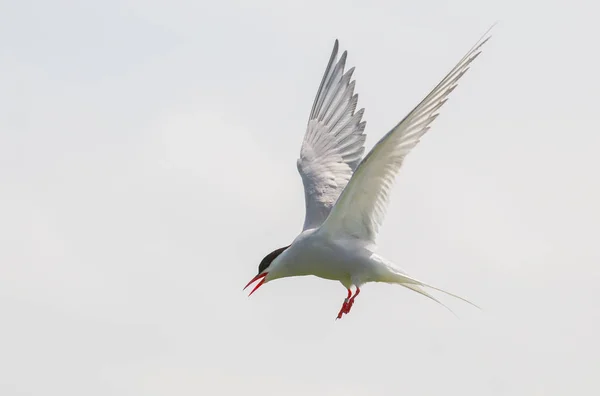 Tern ártico em voo — Fotografia de Stock