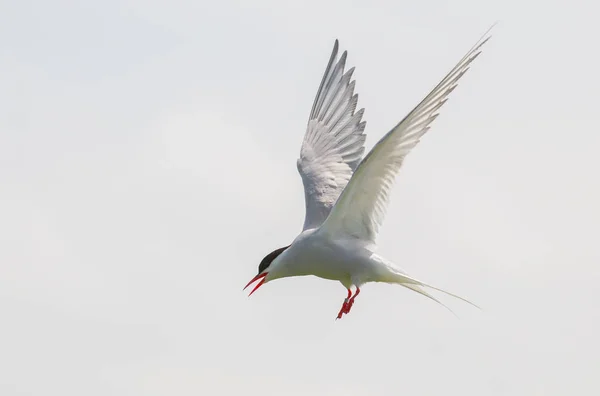 Patrón ártico en vuelo — Foto de Stock