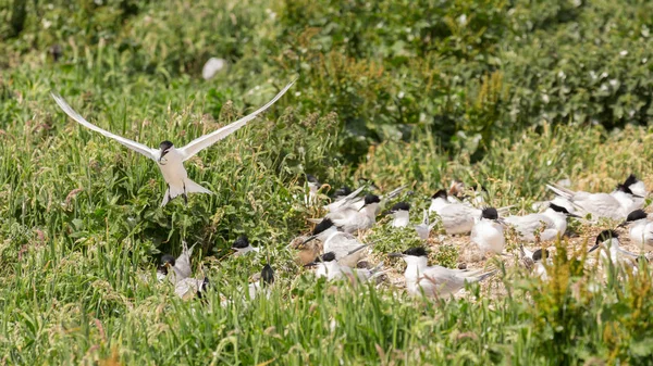 Sandwich Tern aves marinas anidando con jóvenes —  Fotos de Stock