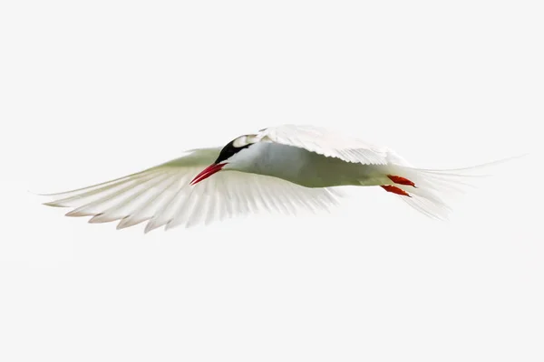 An Arctic Tern — Stock Photo, Image