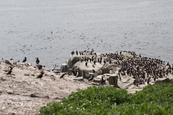 Colonia de aves marinas anidantes grandes — Foto de Stock