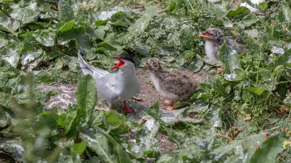 여자와 함께 북극 Terns — 스톡 사진