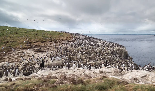 Büyük iç içe geçmiş seabird koloni