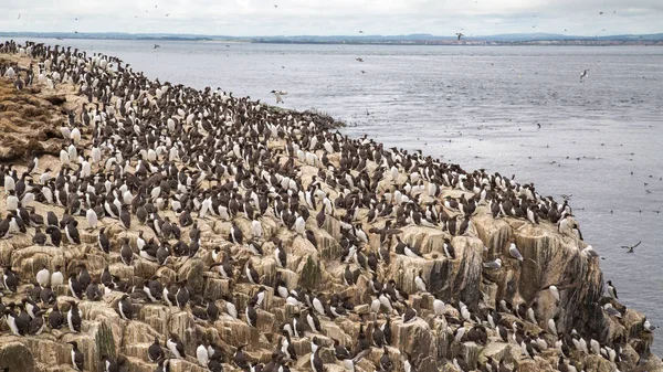 Colonia de aves marinas anidantes grandes — Foto de Stock