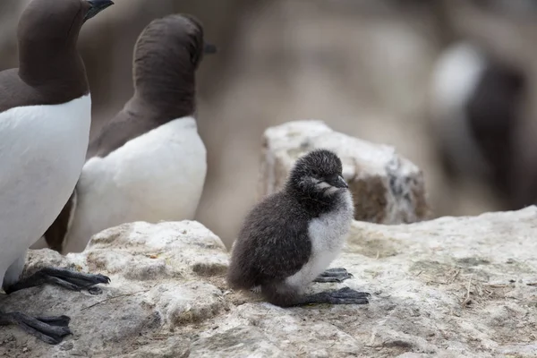 Guillemot (Uria aalge) polluelo — Foto de Stock