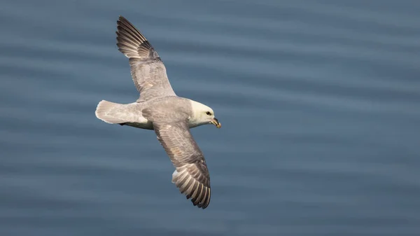 Stormfågel i flykt över havet — Stockfoto