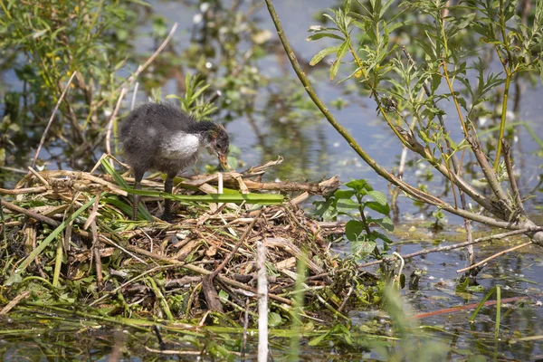 Avrupa Sakarmeke (Fulica atra) piliç — Stok fotoğraf