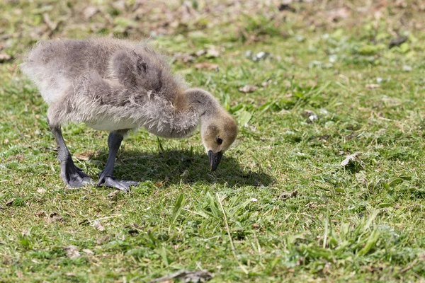 Canada Goose chick — Stock Photo, Image