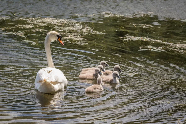 Beautiful Mute Swan family — Stock Photo, Image