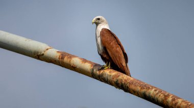 Hintli yırtıcı kuş Brahminy uçurtması (Haliastur sanayisi)