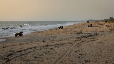 Cherai Sahilinde İnek, Kochi, Kerela, Hindistan