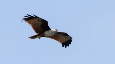 Indian bird of prey Brahminy kite (Haliastur indus) clipart