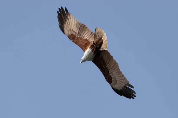 Pájaro de presa indio Brahminy kite (Haliastur indus ) —  Fotos de Stock