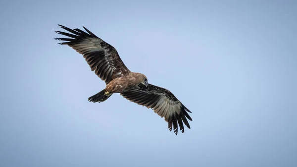 Juvenile Indian bird of prey Brahminy kite (Haliastur indus) — Stock Photo, Image