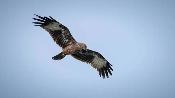 Jugendlicher indischer Greifvogel Brahminy Drachen (haliastur indus) — Stockfoto