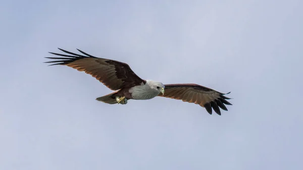 Indian bird of prey Brahminy kite (Haliastur indus) — Stock Photo, Image