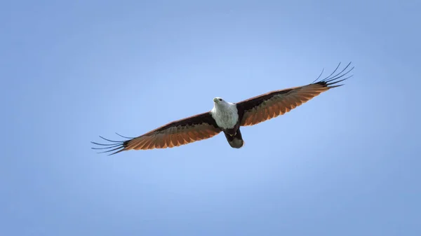 Indischer Greifvogel brahminy drachen (haliastur indus) — Stockfoto