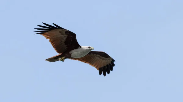 Indian bird of prey Brahminy kite (Haliastur indus) — Stock Photo, Image