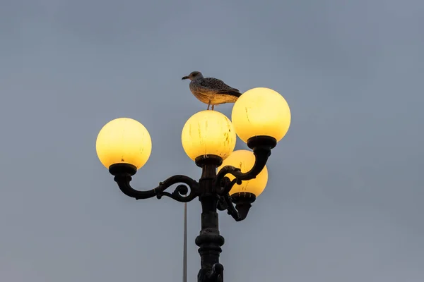 Чайка на уличной лампе — стоковое фото
