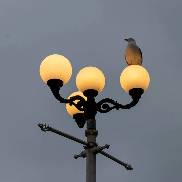Чайка на Лампа вулиці — стокове фото