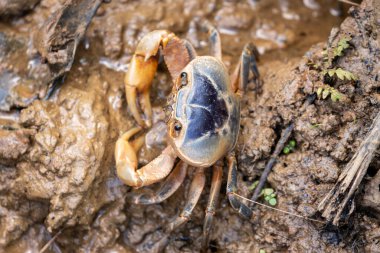 Hindistan 'ın Wanganad ormanlarına özgü..