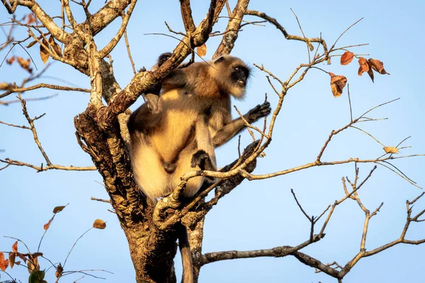 Singola Scimmia Langur Selvatica Albero Wayanad India — Foto Stock