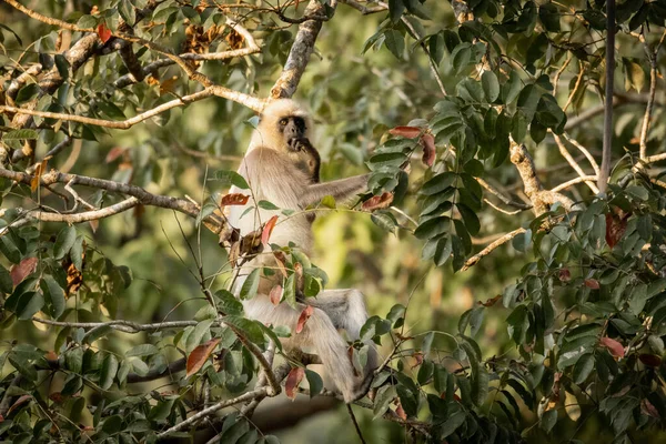 Ağaçtaki Yalnız Vahşi Langur Maymunu Wayanad Hindistan — Stok fotoğraf