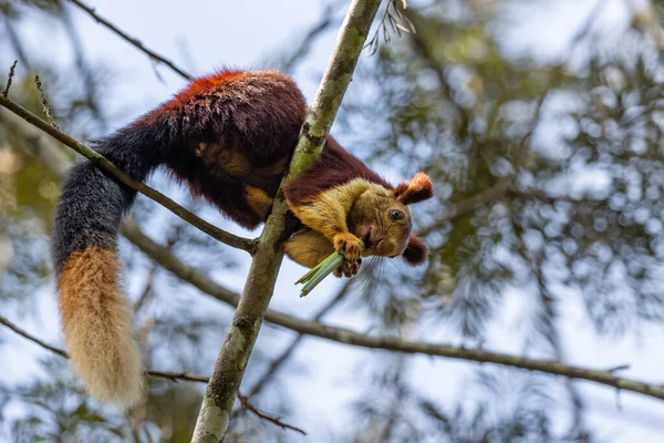 Unico Scoiattolo Gigante Indiano Ratufa Indica Adagiato Ramo Foresta Wayanad — Foto Stock